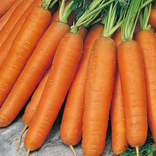 Carrot Nantes Organic Vegetable Seeds